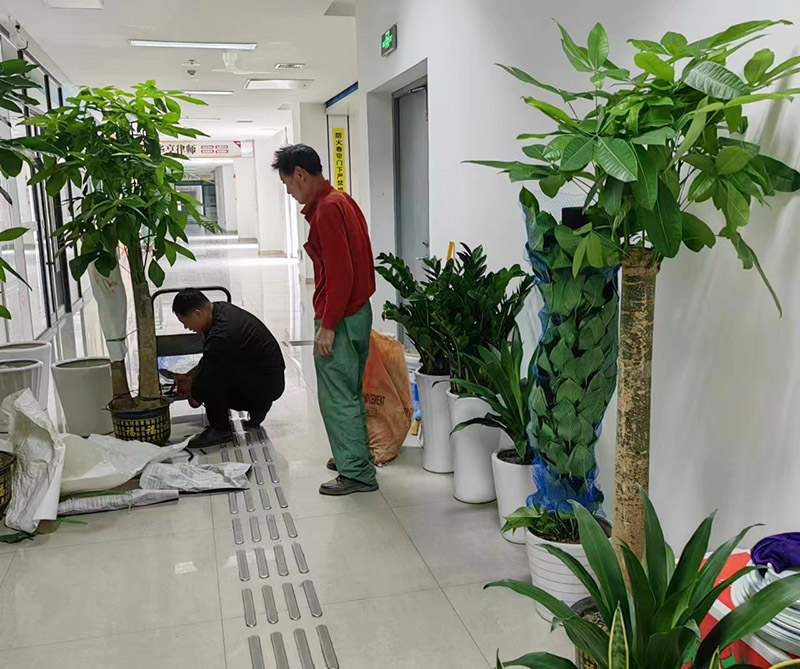 綠植租賃公司哪家好？如何選擇綠植租賃公司？