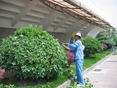 園藝養(yǎng)護(hù)