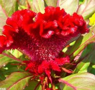 雞冠花