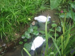 屋頂花園